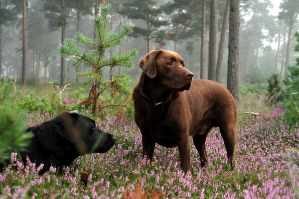 Labrodors aristocratiques dans la forêt de fleurs