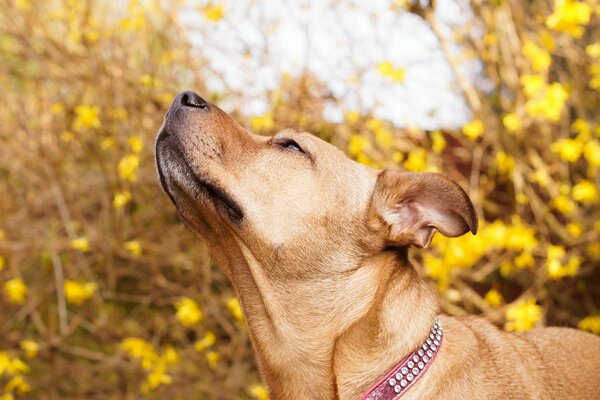 Un chien dans un collier souffle le vent