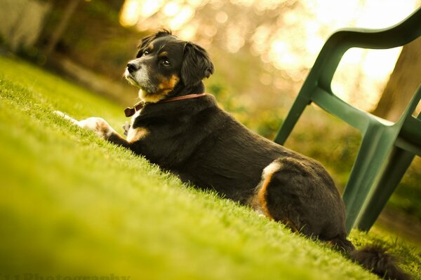 Pequeño perro. Amigo del hombre