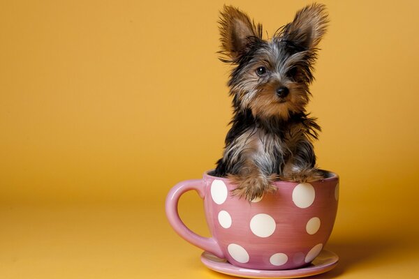 Kleiner Hund in einer rosa Tasse