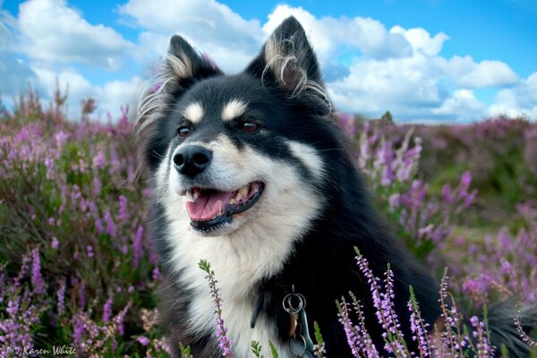 Cane in un campo tra un campo di lavanda