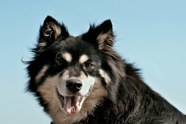 Black and white dog posing for portrait