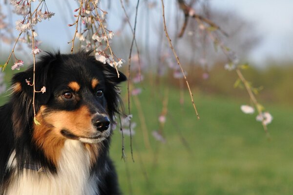 Photo of a dog under a tree