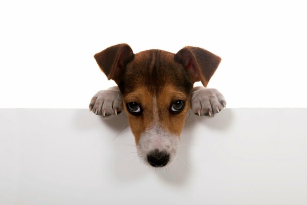 Sad dog on a white background