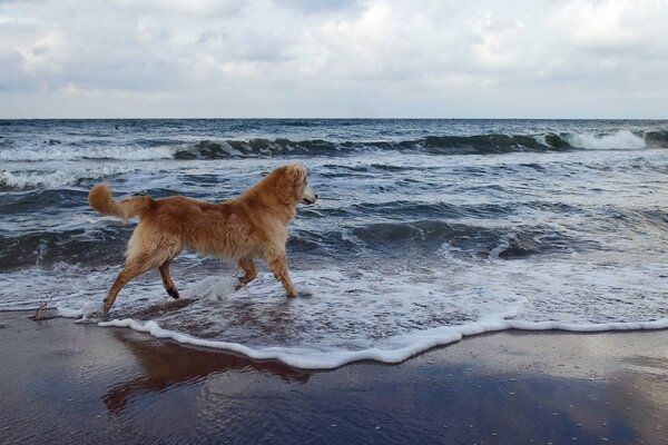 L air marin a attiré le chien