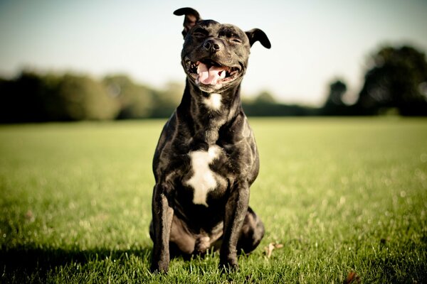 Sonriente Staffordshire Bull Terrier sentado en la hierba