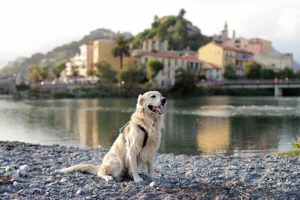 Hund mit Rucksack am Flussufer