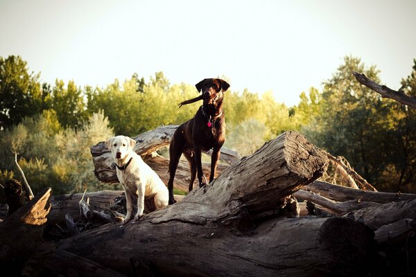 Deux chiens. Bûches et bois