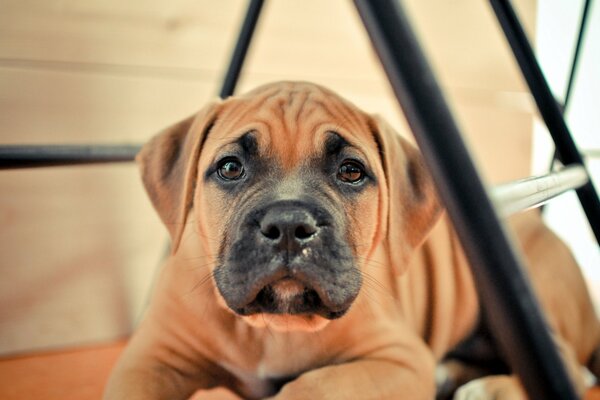 Chien brun couché sur le sol