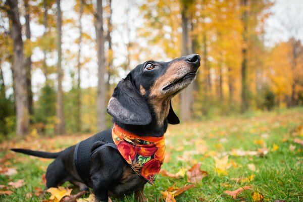 Photo d automne d un chien teckel