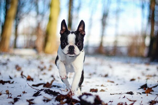 Hundespaziergang im Schnee