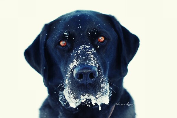 Hocico de perro en la nieve