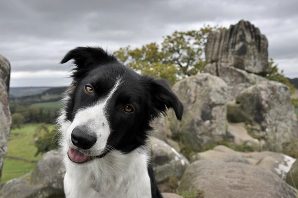 Ein schwarz-weißer Hund auf den Felsen der Natur
