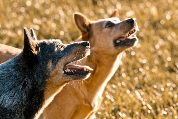 Dogs nature photos languages