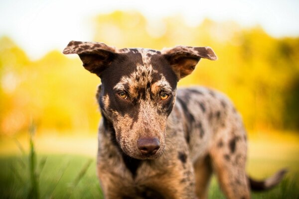 Un chien sérieux motrite sur le maître