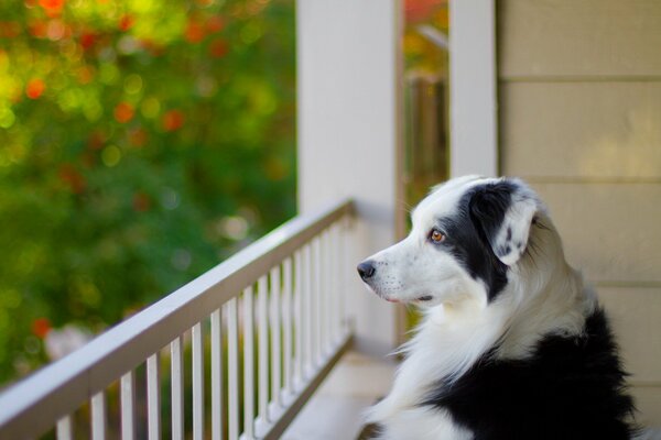 El perro es amigo del hombre. La mirada de un amigo