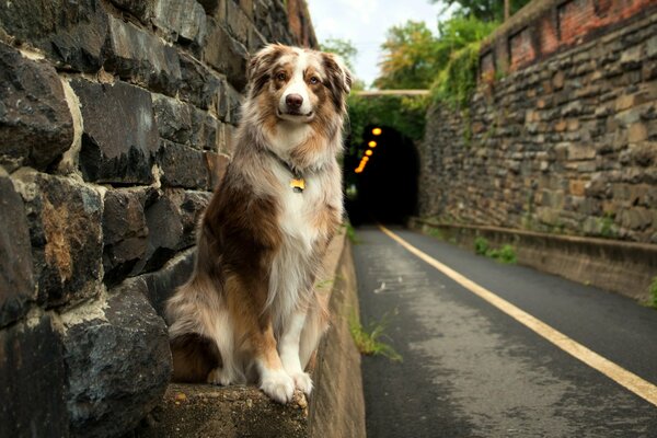 Chien ami de l homme. Route
