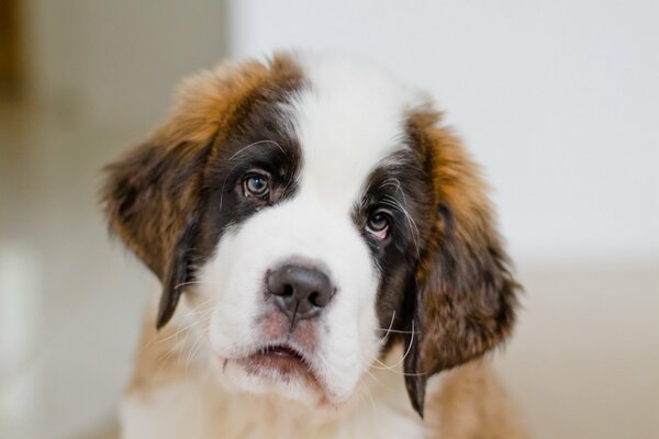 Regard doux d un petit chiot