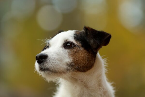 Hund und Blick. Schlammiger Hintergrund