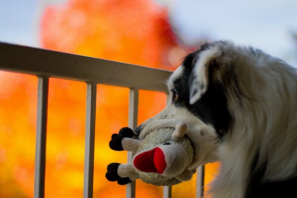 Un perro saca un juguete de un incendio