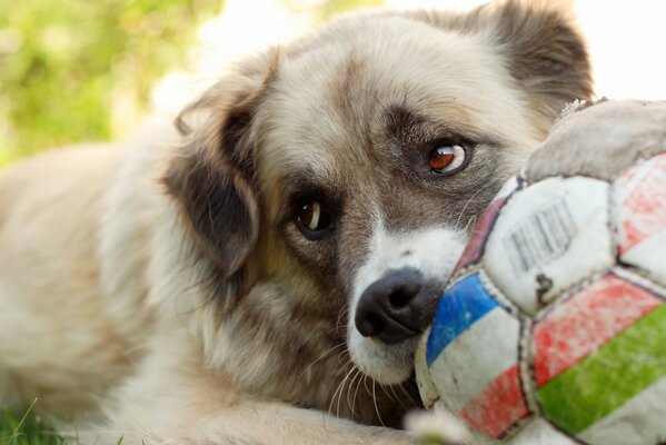 Chien jouant au ballon de football