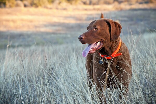 A dog in an orange collar in a field