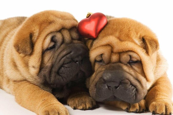 Dwóch Shar-Pei śpi obok siebie