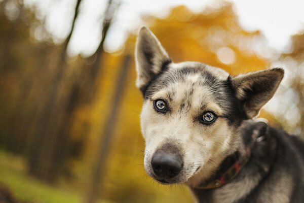 Der Hund ist der Freund des Menschen