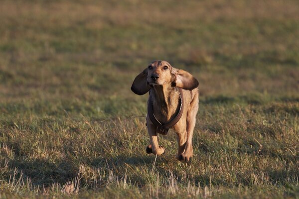 Hund läuft über grünes Feld