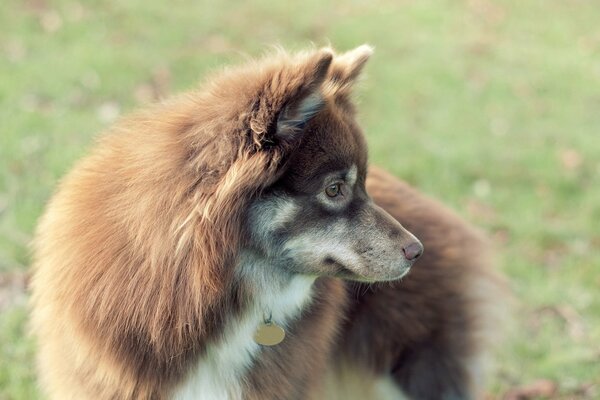 Fluffy dog close-up on a green background