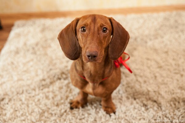 The dachshund is sitting on the carpet with a sad look