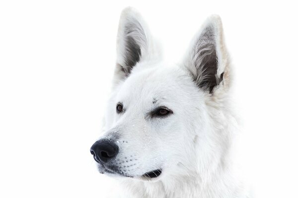 Schneeweißer Hund auf weißem Hintergrund