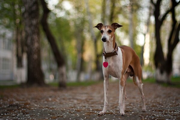 Perro de piernas largas parado en la pista