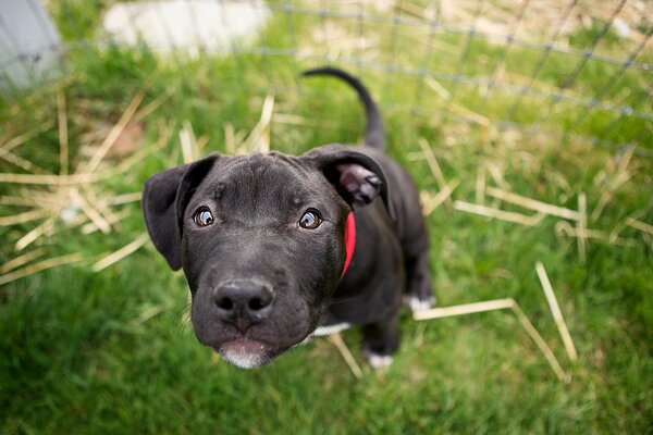 Chiot regarde affectueusement dans la lentille