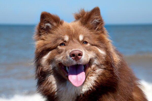 Porträt eines roten Hundes auf dem Hintergrund des Meeres