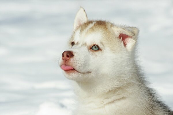 Chiot Husky dans la neige avec un bec rose
