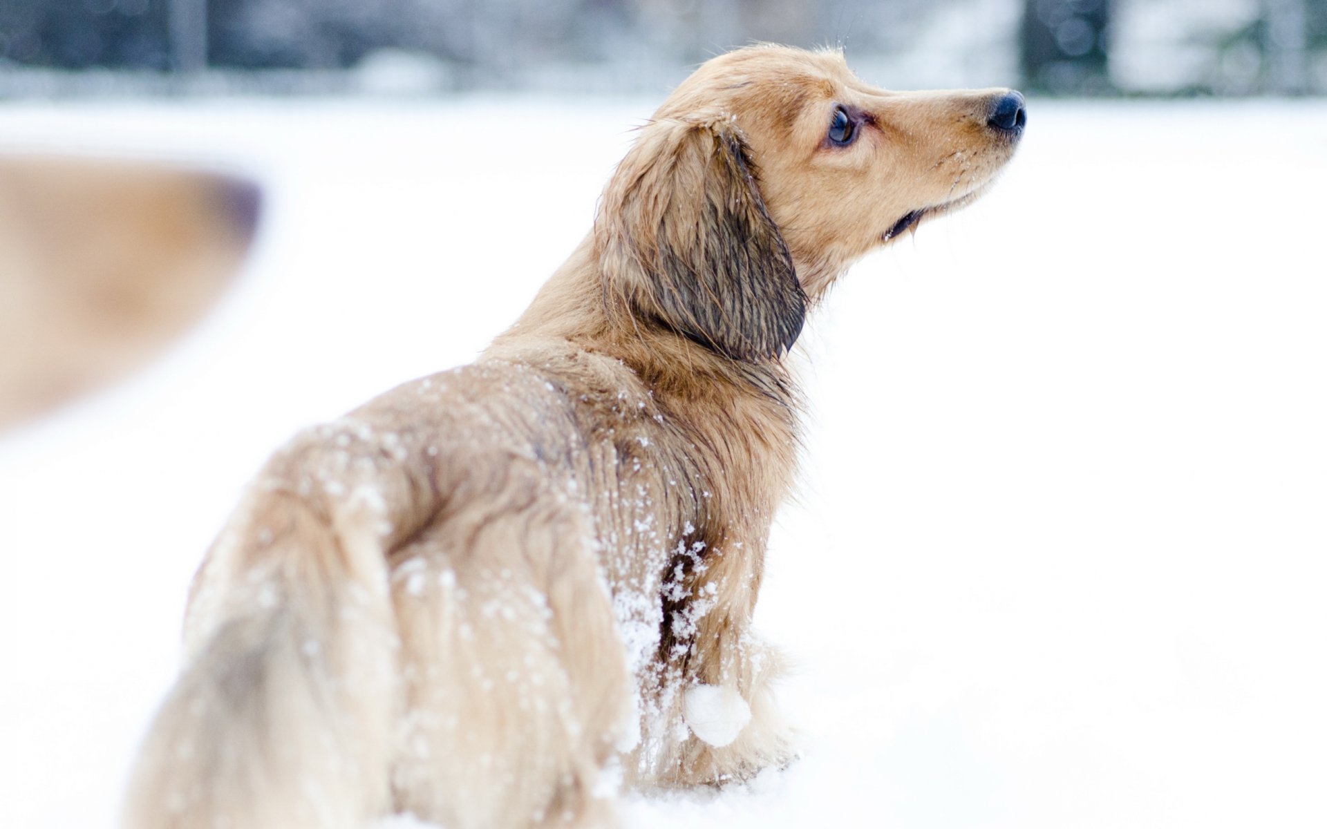 chien neige marche