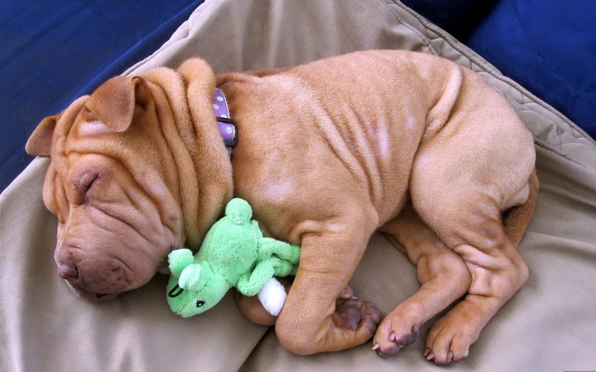 cucciolo shar pei pieghe sonno giocattolo riposo lana zampe muso grumo