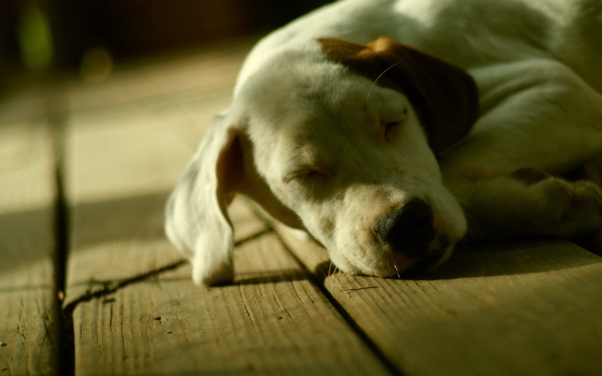 cane casa amico