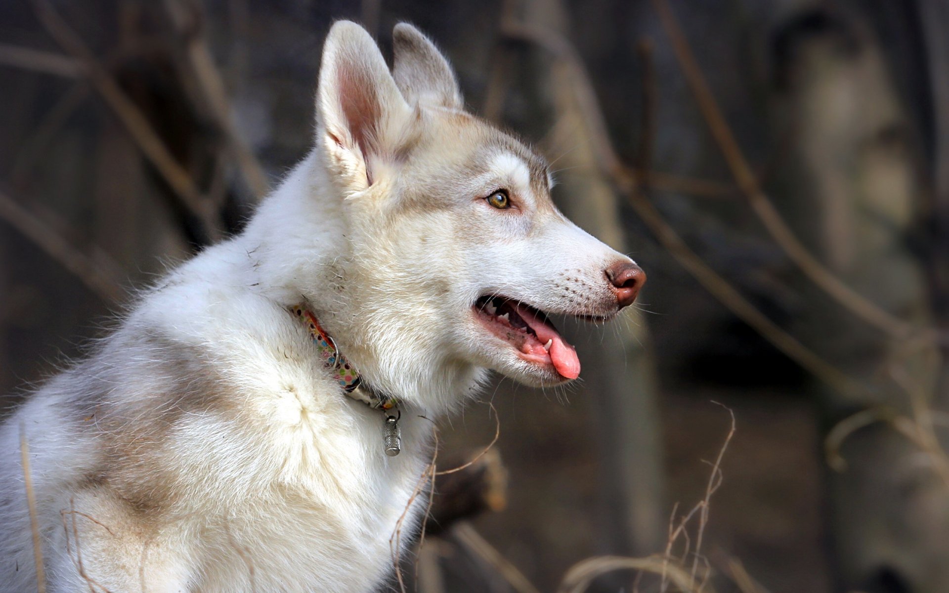 cane amico natura