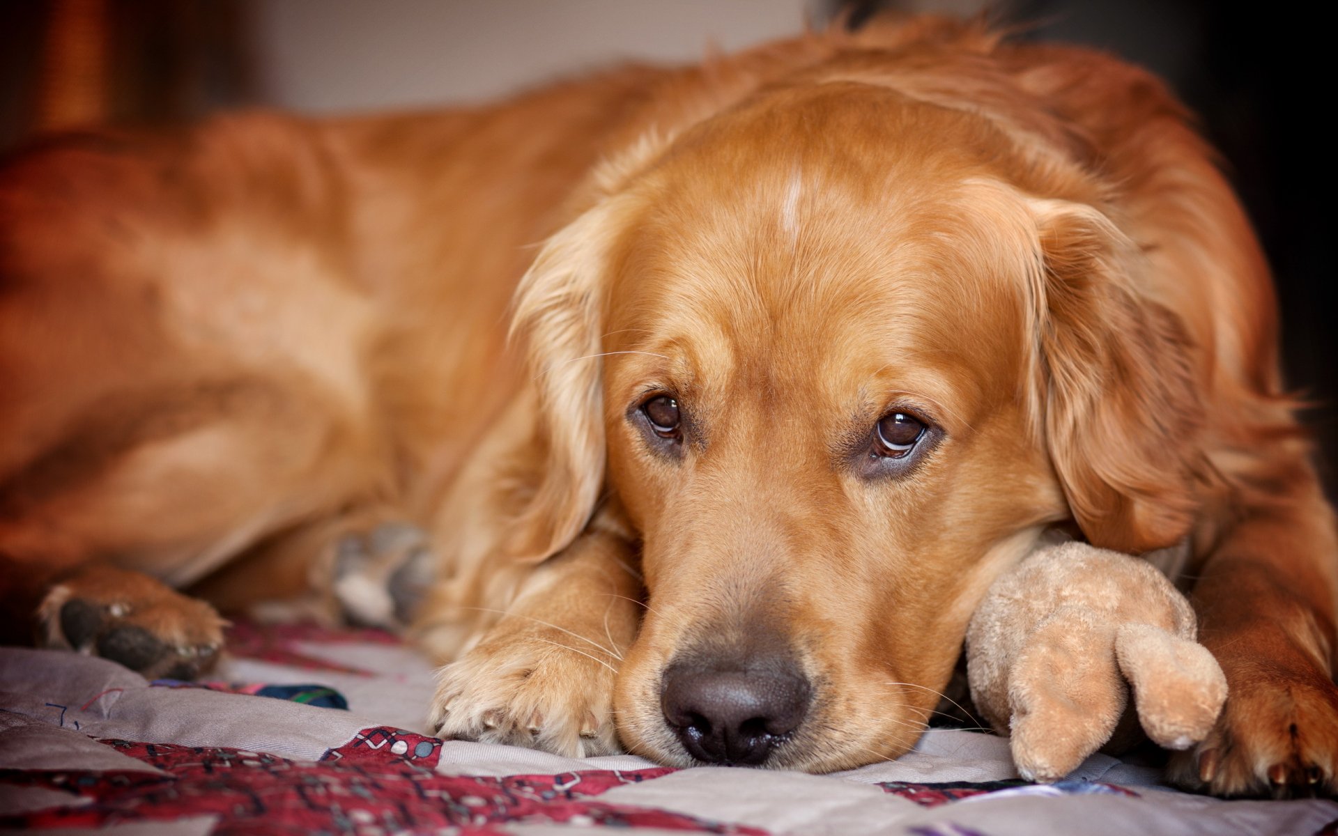 retriever chien ami vue tristesse