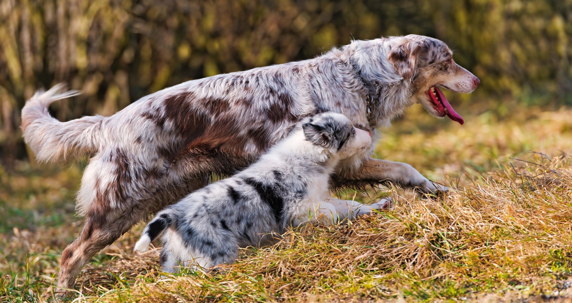 australischer schäferhund welpe spaziergang mutterschaft