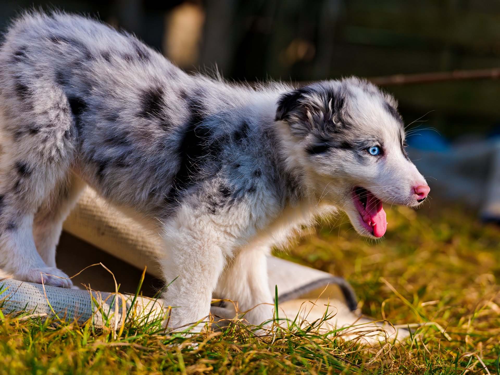 australian shepherd puppy gra