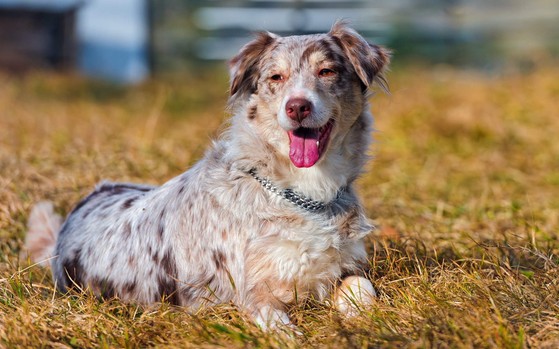 hund feld sommer