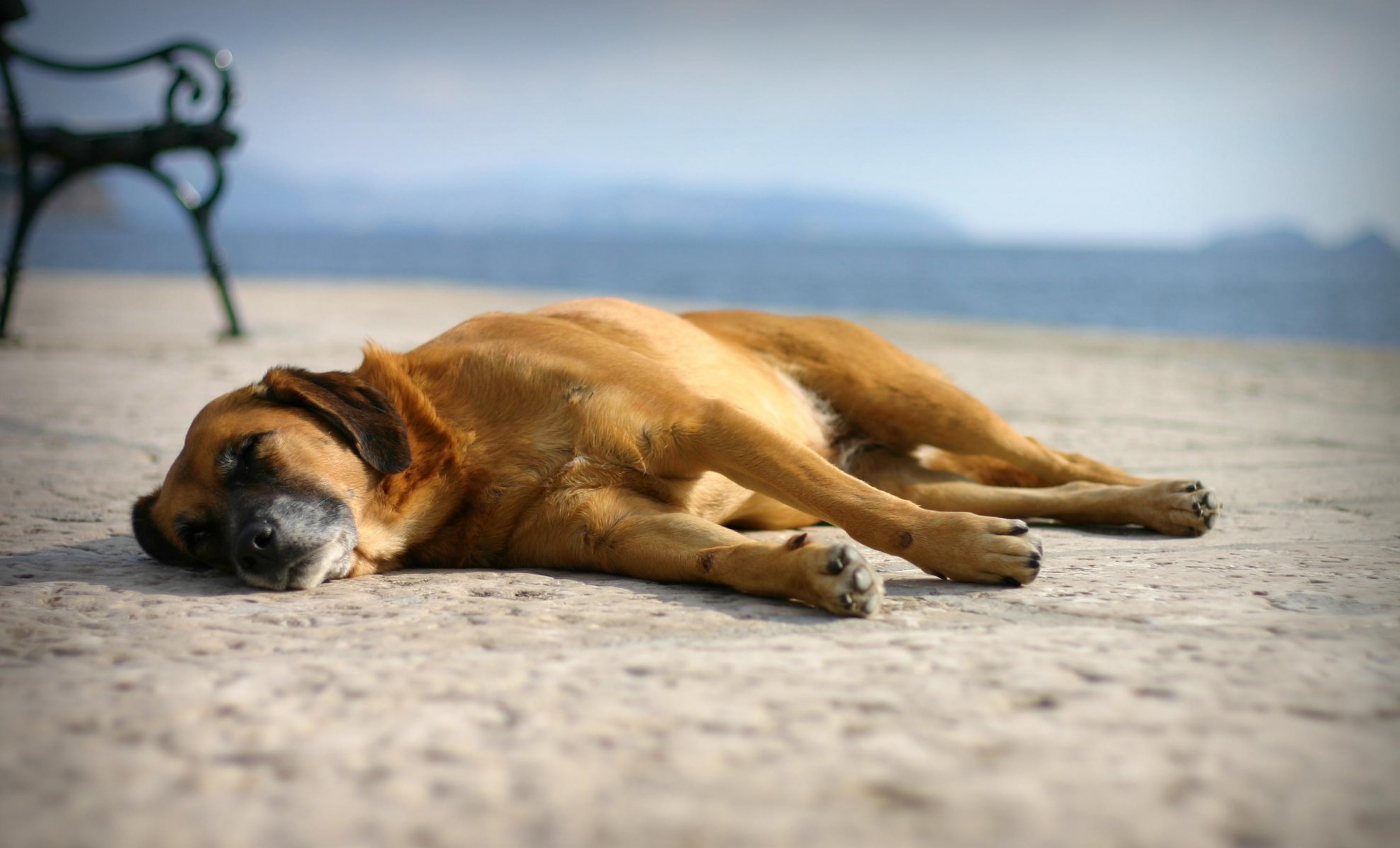 repos sommeil chien plage sable