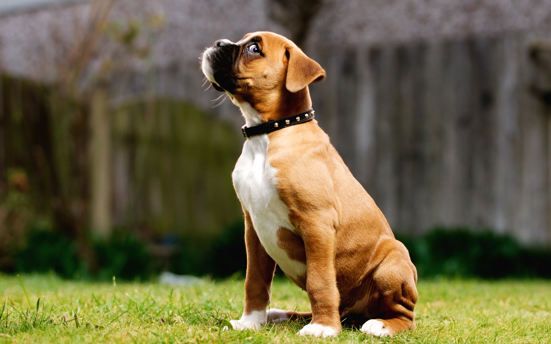 cane cucciolo erba si siede guarda occhio