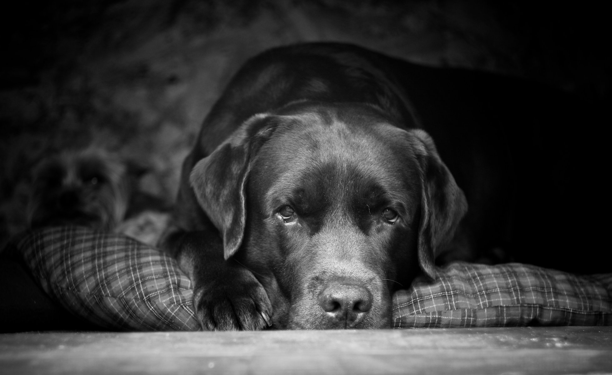 peter labrador mirada amigo mejor perro