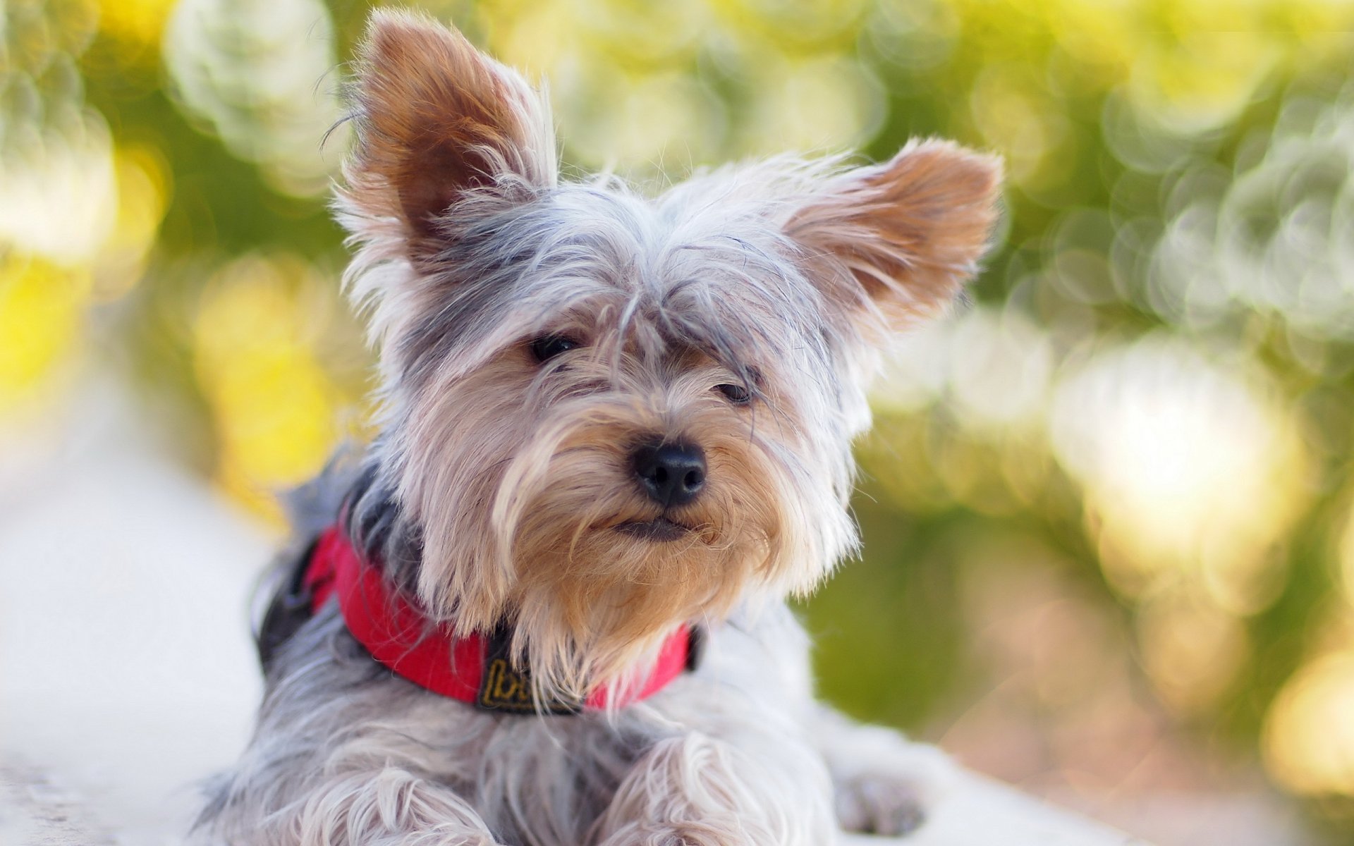 chien été fond