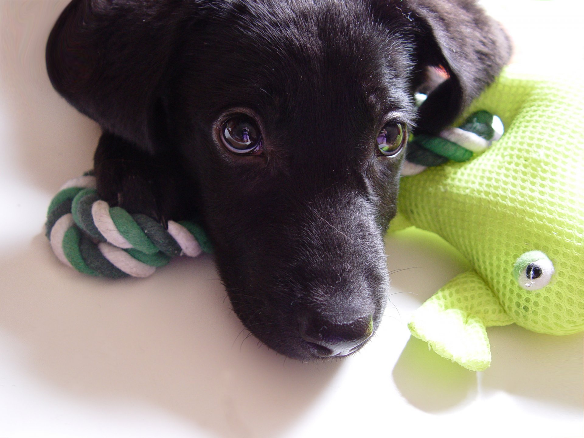 mixie hund welpe labrador spielzeug frosch blick