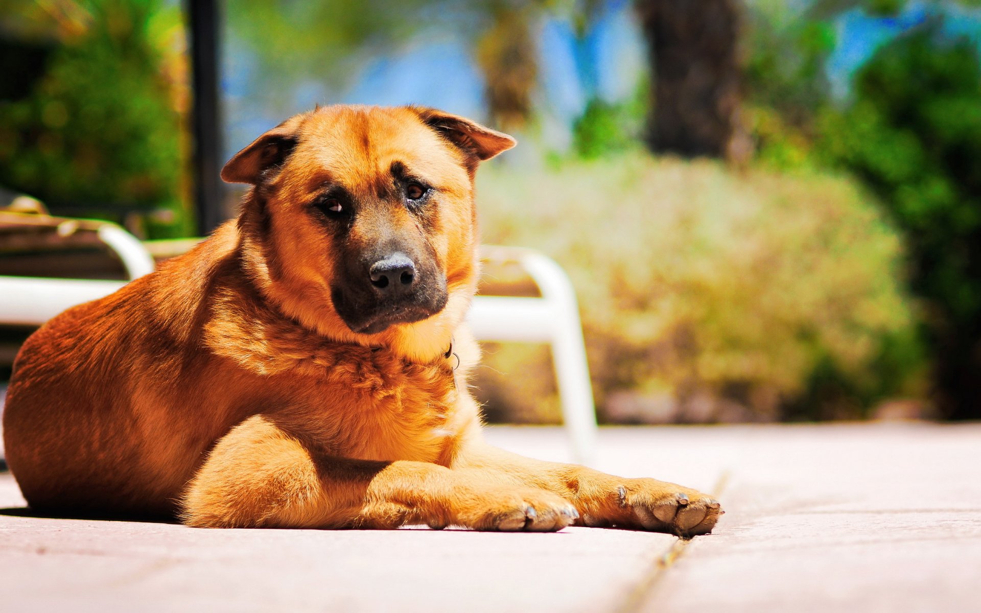 perro amigo guardián